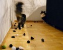 cats-with-hoarding-problems-24