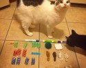 cats-with-hoarding-problems-9