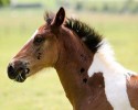 da-vinci-horse-pattern-north-yorkshire-4