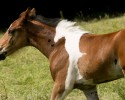da-vinci-horse-pattern-north-yorkshire-8