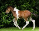 da-vinci-horse-pattern-north-yorkshire-9