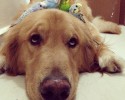 golden-retriever-friends-with-hamster-and-birds-10