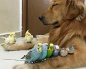 golden-retriever-friends-with-hamster-and-birds-12