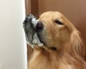 golden-retriever-friends-with-hamster-and-birds-13