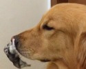golden-retriever-friends-with-hamster-and-birds-14