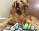 golden-retriever-friends-with-hamster-and-birds-16