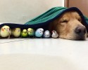 golden-retriever-friends-with-hamster-and-birds-22