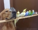 golden-retriever-friends-with-hamster-and-birds-3