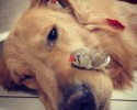 golden-retriever-friends-with-hamster-and-birds-4