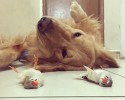 golden-retriever-friends-with-hamster-and-birds-5