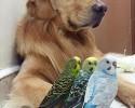 golden-retriever-friends-with-hamster-and-birds-6