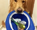 golden-retriever-friends-with-hamster-and-birds-8