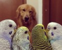 golden-retriever-friends-with-hamster-and-birds-9