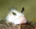 sea-bunnies-sea-slugs-5