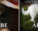 shelter-dog-transformations-19