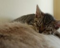 sleepy-kittens-10
