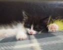 sleepy-kittens-11