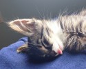 sleepy-kittens-14