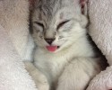 sleepy-kittens-16