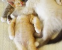 sleepy-kittens-2