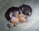 sleepy-kittens-20