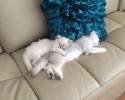sleepy-kittens-6