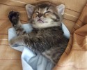 sleepy-kittens-9