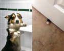 animals-who-dont-respect-privacy-7