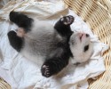 baby-pandas-1