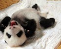 baby-pandas-10
