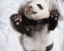 baby-pandas-13