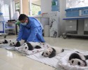 baby-pandas-14