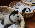 baby-pandas-15