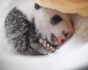 baby-pandas-3