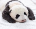 baby-pandas-6