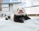 baby-pandas-7