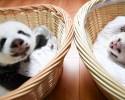 baby-pandas-8