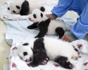 baby-pandas-9