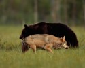 black-bear-and-grey-wolf-10