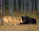 black-bear-and-grey-wolf-11
