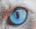 cat-eyes-12