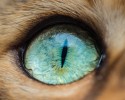 cat-eyes-14