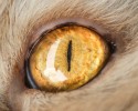 cat-eyes-15