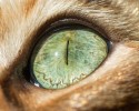 cat-eyes-2