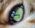 cat-eyes-3