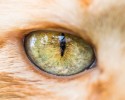 cat-eyes-5