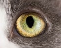 cat-eyes-7