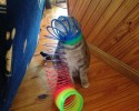 cats-who-made-bad-decisions-15