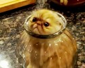 cats-who-made-bad-decisions-17