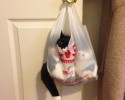 cats-who-made-bad-decisions-4